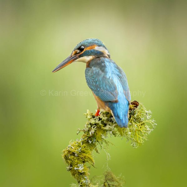 Kingfisher
