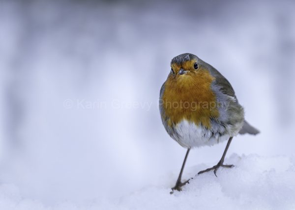 4036 - Robin