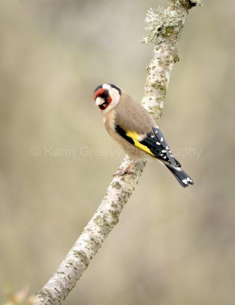 Goldfinch