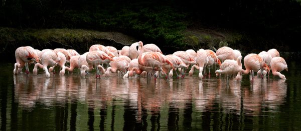 Flamingo Group