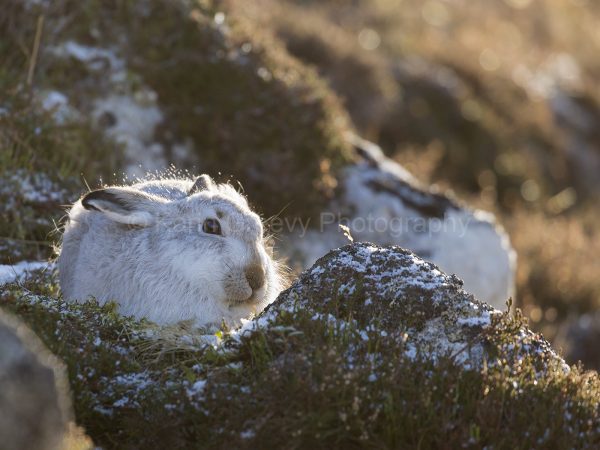 Scotland, UK, mountain hare, lepus timidus, Aviemore, Scottish Highlands, photographic print