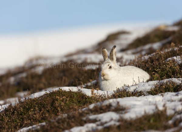 Scotland, UK, mountain hare, lepus timidus, Aviemore, Scottish Highlands, photographic print