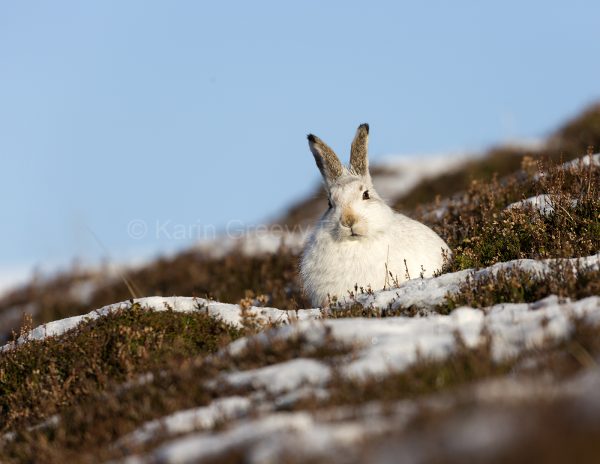 Scotland, UK, mountain hare, lepus timidus, Aviemore, Scottish Highlands, photographic print