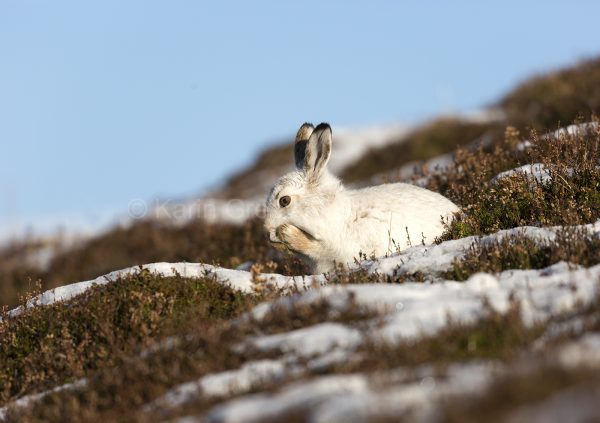 Scotland, UK, mountain hare, lepus timidus, Aviemore, Scottish Highlands, photographic print