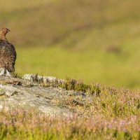 Red Grouse and Pheasants