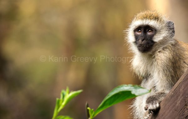 Vervet monkey, Chlorocebus pygerythrus, Naivasha, Kenya, Africa, photographic print, monkey contemplating, contemplation