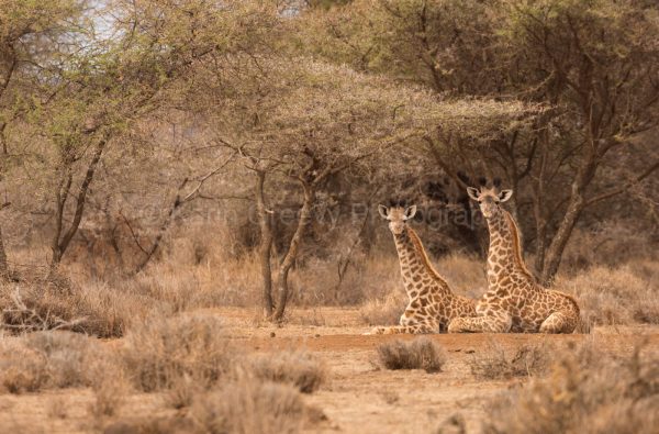 giraffe, giraffes, Amboseli, Kenya, Africa, photographic print, giraffes sitting
