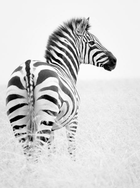 webbwzebra9036