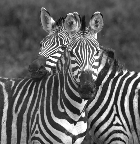 Zebra pair, Amboseli, Kenya, Africa, photographic print, stripes