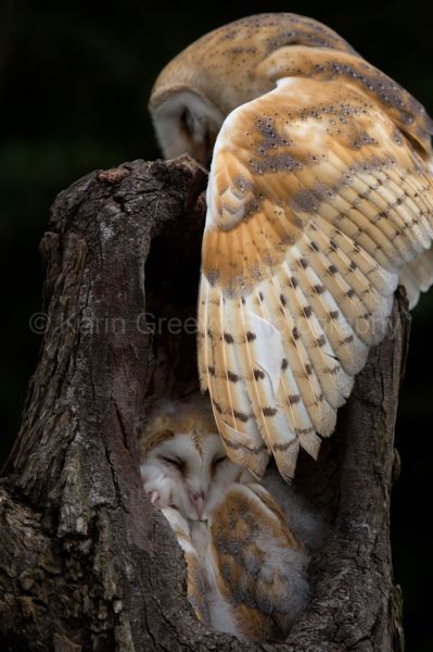 Barn owl, Tyto alba, UK, photographic print, wings, barn owl chicks