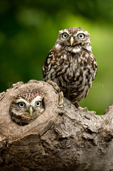 Little owl, Little owl pair, Athene noctua, UK, photographic print