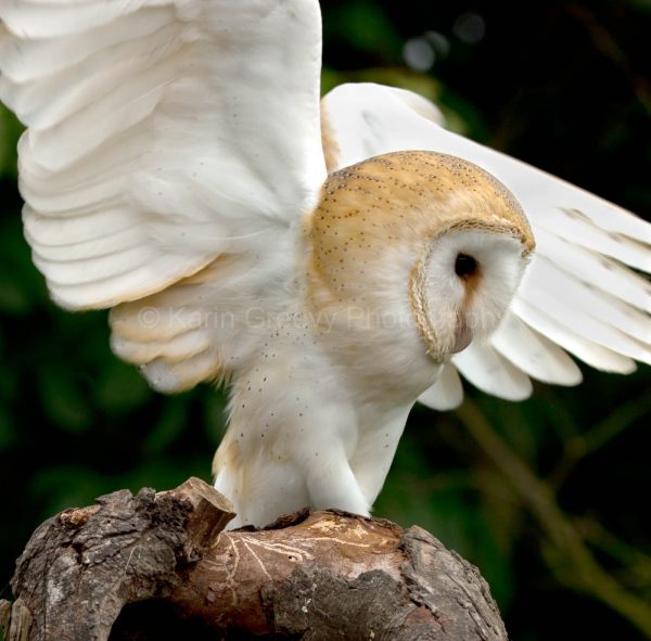 Barn owl, Tyto alba, UK, photographic print, wings